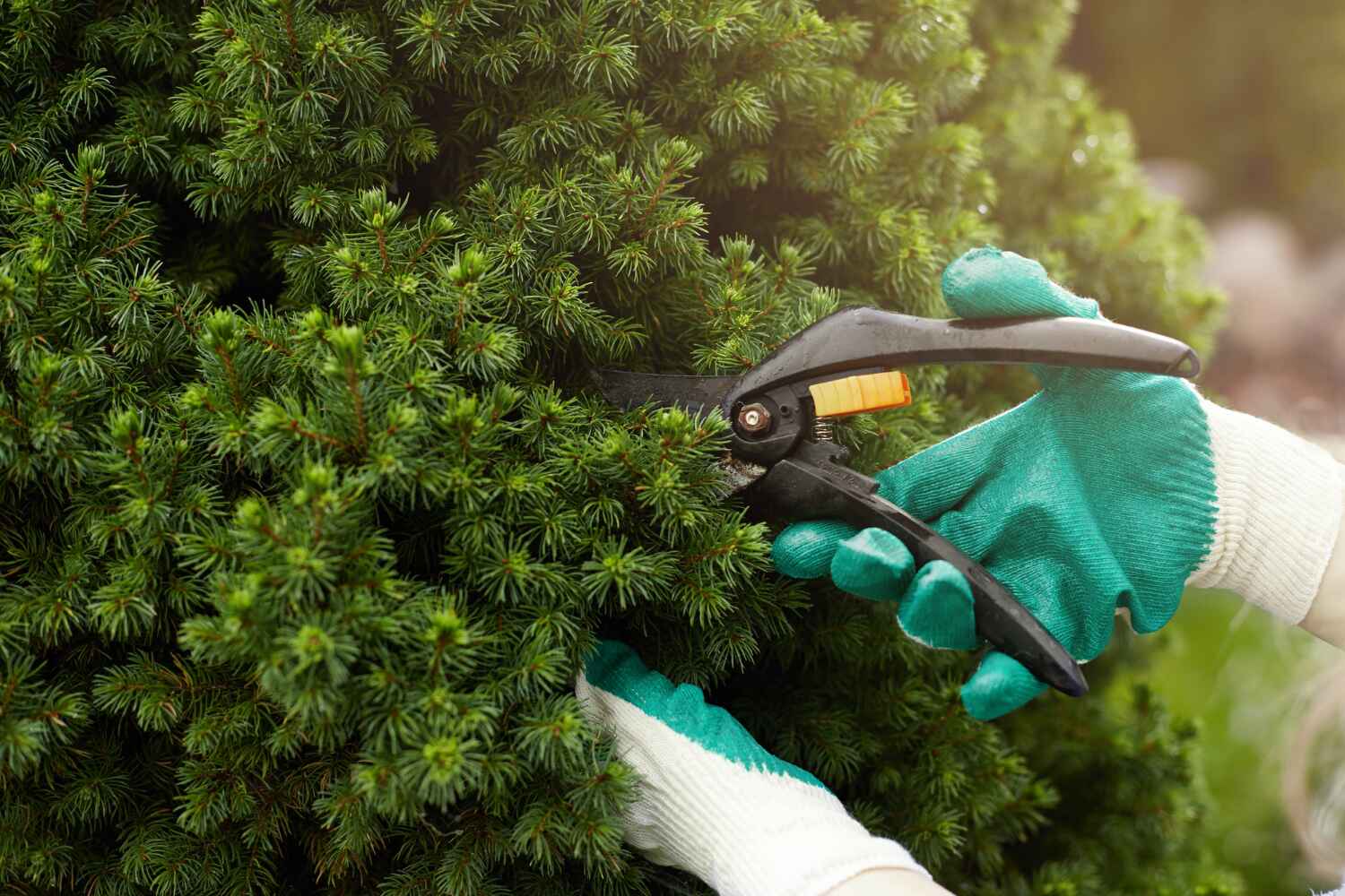 Best Arborist Services Near Me  in Vandergrift, PA